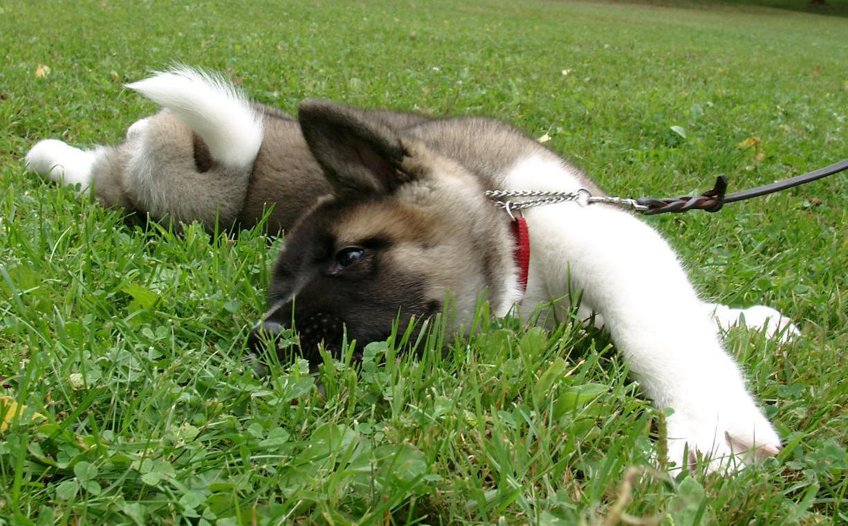American akita