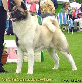 Viva Swartz Space Tiger